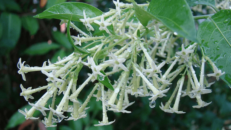 Why Do Night Queen Flowers Bloom Only At Night